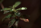 acqua ai piani alti
