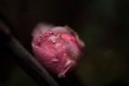 Rosa che si riposa Rosa che si riposa
