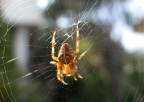 Spidy Spidy