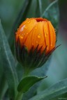 After the rain After the rain