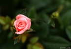 Piantina di una Rosa