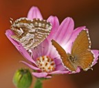 in due all' improvviso..