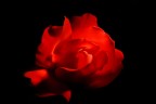 Rosa Rosa
