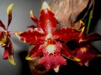 orchidea orchidea
