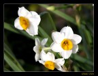Fiori di casa Fiori di casa