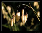 Campanelline Campanelline