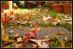 tema autunnale... tema autunnale...