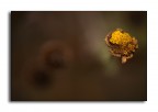 giallo su sfocato giallo su sfocato