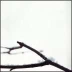 neve neve