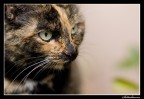 Gattina Gattina