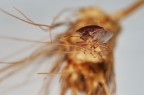 La cimice e la spiga La cimice e la spiga