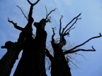alberi alberi