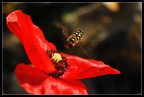 Apina Apina