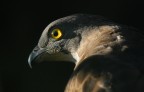 falco pecchiaiolo falco pecchiaiolo