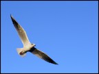 la mia "aquila reale" porta gli auguri di la mia "aquila reale" porta gli auguri di