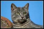 Gattino Gattino