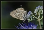 Farfallina Farfallina