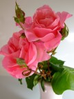 Sbaglio, o ho delle belle rose nel giardino? Sbaglio, o ho delle belle rose nel giardino?