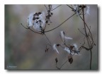 Piume bianche