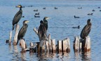 Cormorani Cormorani