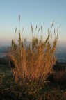 CAnneto CAnneto