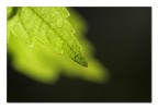 L'anima della foglia L'anima della foglia
