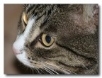 occhi di gatto occhi di gatto