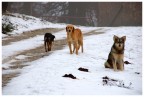 Arriva la neve....... Arriva la neve.......
