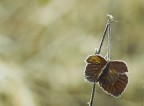solitaria solitaria
