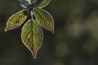 la mia luce la mia luce