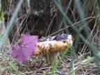 Tempo di funghi Tempo di funghi