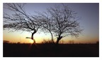 Treeline Treeline