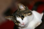 Il mio gatto Il mio gatto