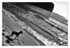 IL CANE E IL MARE IL CANE E IL MARE