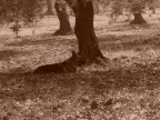 naturale tranquillit�