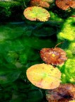 ...quasi Monet.... ...quasi Monet....
