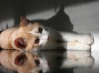 sempre il solito gatto, sempre il solito mobile, sempre la mattina...

questa non mi sarebbe dispiaciuta perch� la luce era tale da coprire il punto in cui si passava dal gatto vero e proprio al riflesso dello stesso sul mobile, per� � venuta un troiaio perch� 
A) sulla sinistra si vede chiaramente lo stacco tra i due mobili affiancati 
B) il riflesso mestamente mozzato perch� un millimetro pi� sotto finiva il mobile e avrei inquadrato il pavimento bianco, che era un pugno in un occhio
