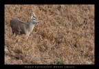 Bamby nel parco faunistico dell'amiata Bamby nel parco faunistico dell'amiata