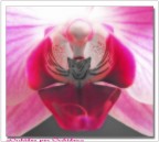 ...orchidea...per orchidea... ...orchidea...per orchidea...