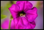 Fiore Fiore