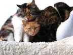 Il trio Il trio