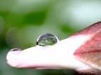 Piccola goccia senza fiore... Piccola goccia senza fiore...