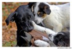 Mamma e cuccioli Mamma e cuccioli