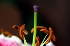 Fiore - particolare Fiore - particolare
