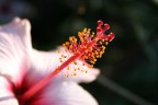 Fiore (particolare) Fiore (particolare)