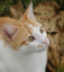 Gattina Gattina