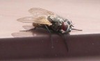 Mosca