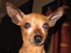 Golia Golia