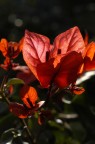 Controluce