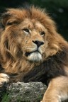 leone leone